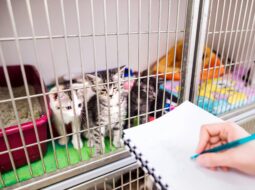 Make a Difference: How Your Donations Support Animal Welfare by Marc Korenberg